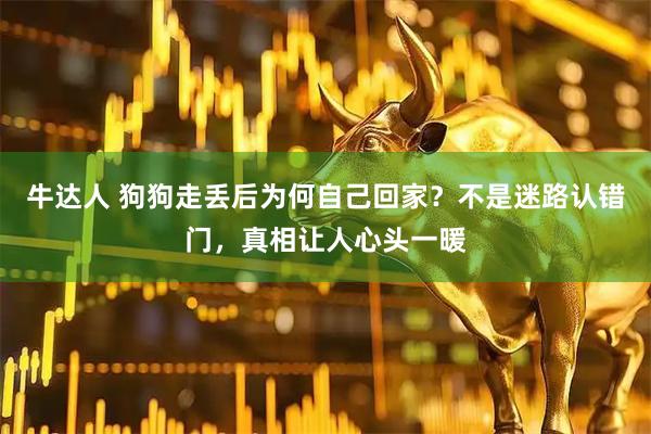 牛达人 狗狗走丢后为何自己回家？不是迷路认错门，真相让人心头一暖